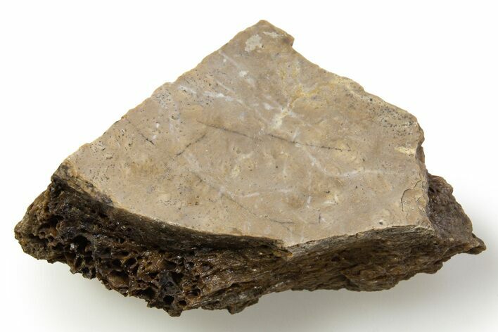 Fossil Tyrannosaur (T rex) Bone Section - Wyoming #314040